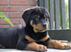 AKC Registered Rottweiler For Sale Sugarcreek, OH Male- Rugar