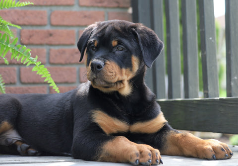 AKC Registered Rottweiler For Sale Sugarcreek, OH Male- Rugar