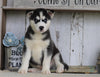 AKC Registered Siberian Husky For Sale Millersburg, OH Male- Jackson