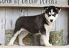 AKC Registered Siberian Husky For Sale Millersburg, OH Male- Jackson
