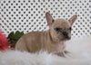 AKC Registered French Bulldog For Sale Fredericksburg, OH Female- Maddie