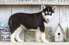 AKC Registered Siberian Husky For Sale Millersburg, OH Female- Leah