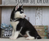 AKC Registered Siberian Husky For Sale Millersburg, OH Female- Leah