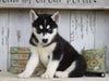 AKC Registered Siberian Husky For Sale Millersburg, OH Male- Buster