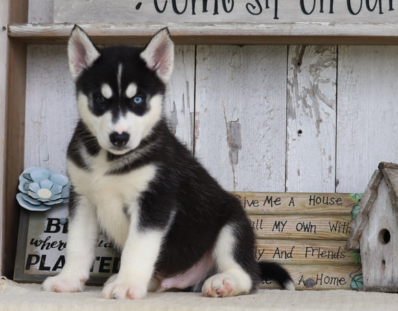 AKC Registered Siberian Husky For Sale Millersburg, OH Male- Buster