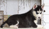AKC Registered Siberian Husky For Sale Millersburg, OH Female- Susan