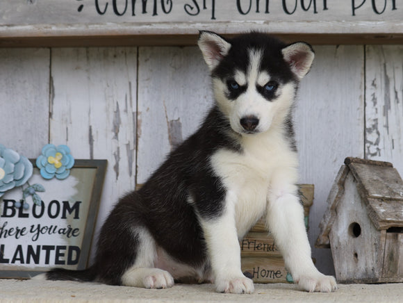 AKC Registered Siberian Husky For Sale Millersburg, OH Female- Rhoda