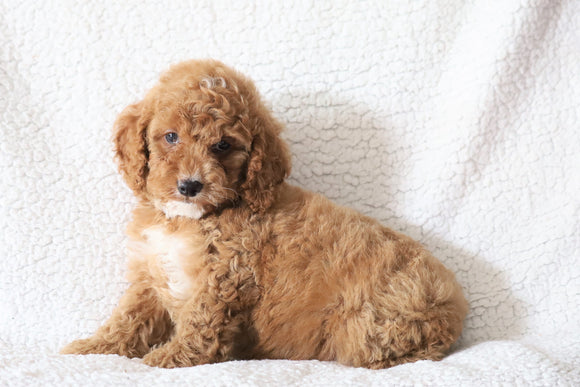 Cockapoo F1B  For Sale Sugarcreek, OH Male- Miles