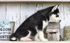 AKC Registered Siberian Husky For Sale Millersburg, OH Female- Sabrina