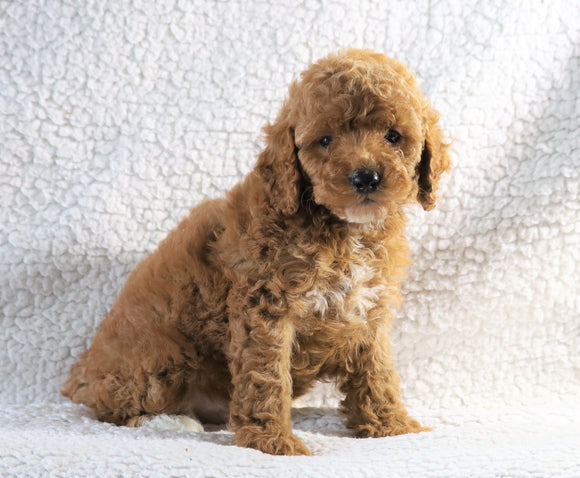 Cockapoo F1B For Sale Sugarcreek, OH Male- Jamie