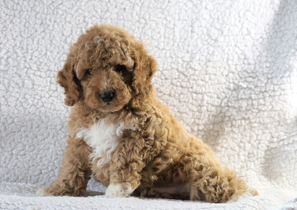 Cockapoo F1B For Sale Sugarcreek, OH Male- Zeke