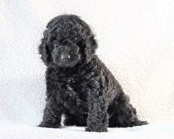 Cockapoo F1B For Sale Sugarcreek, OH Male- Ace