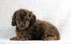 Cockapoo F1B For Sale Sugarcreek, OH Male- Zuma