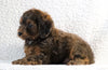 Cockapoo F1B For Sale Sugarcreek, OH Male- Zuma