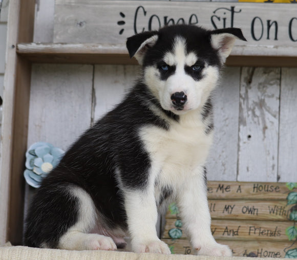 AKC Registered Siberian Husky For Sale Millersburg, OH Male- Joel