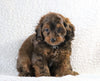 Cockapoo F1B For Sale Sugarcreek, OH Male- Zuma