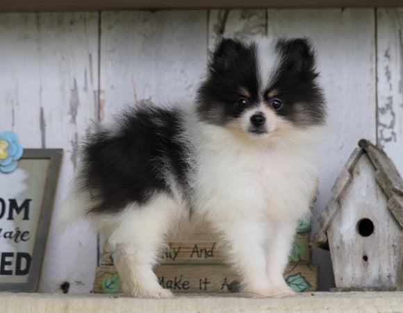 Pomeranian For Sale Millersburg, OH Male- Sam