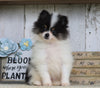 Pomeranian For Sale Millersburg, OH Male- Sam