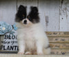 Pomeranian For Sale Millersburg, OH Male- Sam