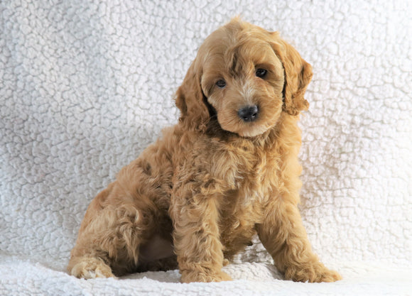 Cockapoo F1B For Sale Sugarcreek, Female- Daisy