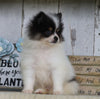 Pomeranian For Sale Millersburg, OH Male- Sam