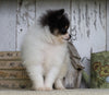 Pomeranian For Sale Millersburg, OH Male- Sam