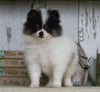 Pomeranian For Sale Millersburg, OH Male- Sam