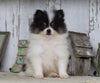 Pomeranian For Sale Millersburg, OH Male- Sam