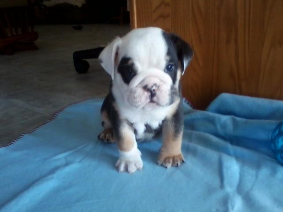 Akc Registered English Bulldog Tri Colored Shrinkables Dundee Ohio Ian Male