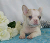 AKC Registered French Bulldog For Sale Wooster, OH Male- Ian