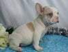 AKC Registered French Bulldog For Sale Wooster, OH Male- Ian