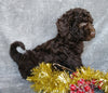 Mini Labradoodle For Sale Millersburg, OH Male- Icycle