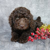 Mini Labradoodle For Sale Millersburg, OH Male- Icycle