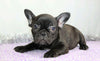 AKC Registered French Bulldog For Sale Wooster, OH Female- Idabell