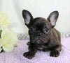 AKC Registered French Bulldog For Sale Wooster, OH Female- Inca