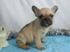 AKC Registered French Bulldog For Sale Wooster, OH Male- Indigo