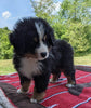Bernese Mountain Dog For Sale Dundee, OH Male- Ira