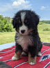 Bernese Mountain Dog For Sale Dundee, OH Male- Ira