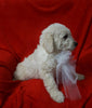 Mini Goldendoodle For Sale Sugarcreek, OH Female- Daisy