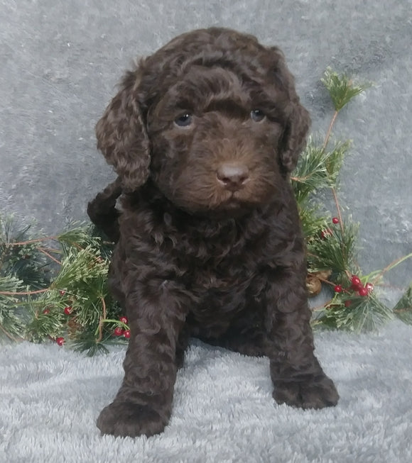 Mini Labradoodle For Sale Millersburg, OH Female- Jingle Bell