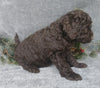 Mini Labradoodle For Sale Millersburg, OH Female- Jingle Bell