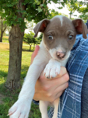 Rat Terrier For Sale Tampico, Illinois Male- Jackson
