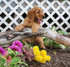 AKC Registered Golden Retriever For Sale Holmesville, OH Female- Jade
