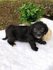 F1 Mini Labradoodle For Sale Dundee, OH Female- Jane