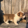 ACA Registered Pembroke Welsh Corgi For Sale Adamsville, OH Female- Jane