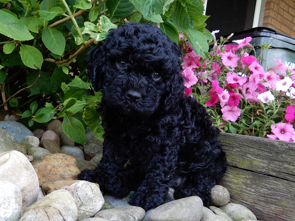 Mini Labradoodle For Sale Millersburg, OH Female- Jasmine