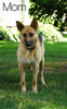 German Shepherd/ Siberian Husky Mix For Sale Millersburg, OH Female- Heidi