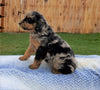 Mini Aussiedoodle For Sale Holmesville, OH Male- Jasper