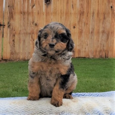 Mini Aussiedoodle For Sale Holmesville, OH Male- Jasper