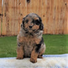 Mini Aussiedoodle For Sale Holmesville, OH Male- Jasper